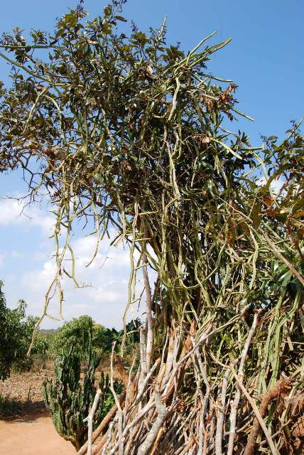 Cissus quadrangularis, commonly known as Veld Grape or Devil's Backbone. It's a perennial plant of the grape family, notable for its quadrangular-sectioned branches and tendrils