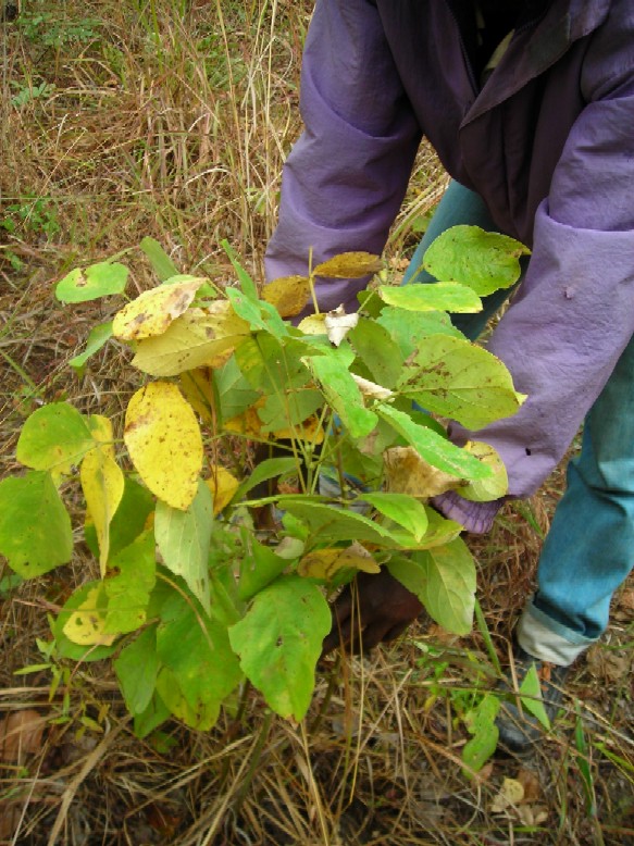 a person handling a dolichos kilimandschuricus plant with heart-shaped leaves transitioning from green to yellow, indicative of a natural outdoor setting.