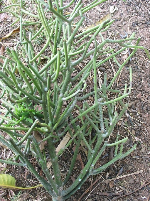 A Euphorbia tirucalli plant, commonly known as Pencil Cactus, with numerous slender, green, pencil-like branches radiating from a central point close to the ground, growing in a natural outdoor setting with visible soil and a few scattered dry leaves.