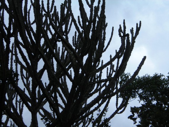 Euphorbia candelabrum plant