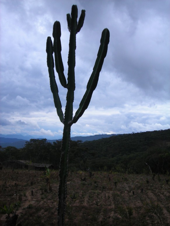 Euphorbia candelabrum plant