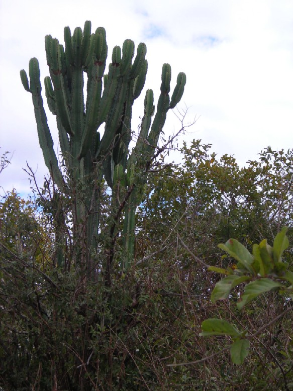 Euphorbia candelabrum, a cactus-like plant native to East Africa, known for its tall, upright, and branching structure. It is a succulent with a green, waxy surface, often resembling a candelabrum, which is where its name derives from