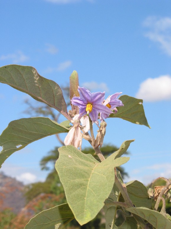 Solanum panduriformis flower