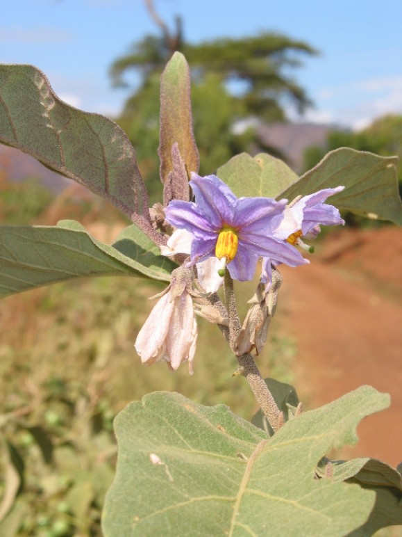 a Solanum panduriformis plant, distinguished by its prominent purple flowers with bright yellow anthers. The leaves are broad and have a fuzzy texture, typical of the Solanum family.