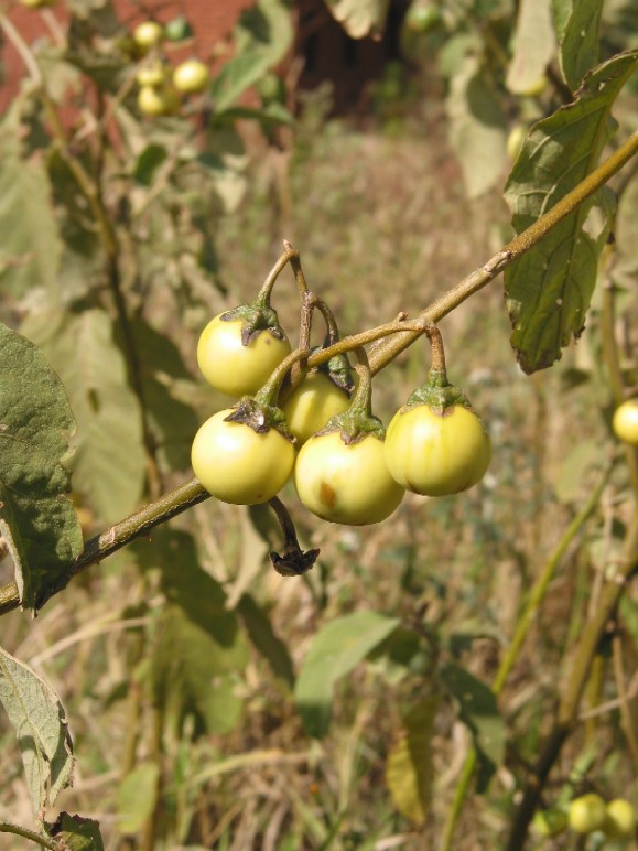 Solanum panduriformis fruit