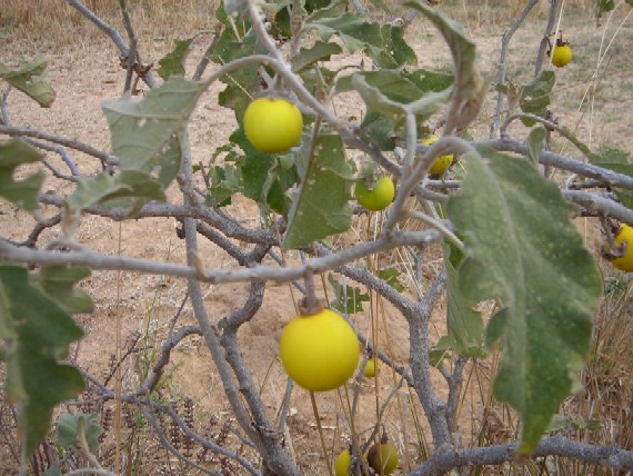 Solanum panduriformis fruit variant