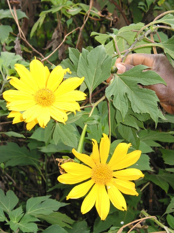 Bright yellow Tithonia diversifolia flowers, also known as Mexican Sunflower, in bloom, with a person's hand gently holding one of the stems, showcasing the vibrant petals and large central disc against a backdrop of green foliage.