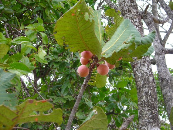Uapaca kirkiana, commonly known as Wild Loquat or Masuku. It's a fruit-bearing tree native to southern Africa, known for its round, velvety fruits that turn yellow-brown when ripe.