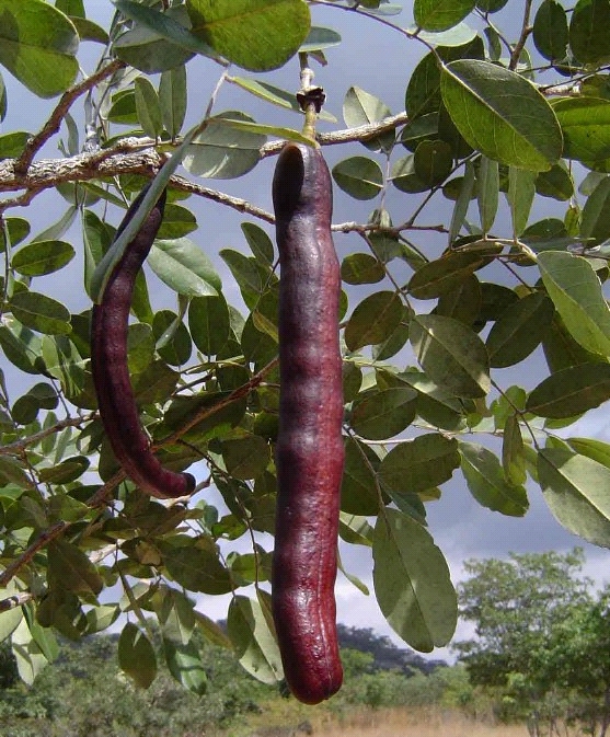 Bobgunnia madagascariensis, commonly known as Madagascar bean or Swartzia madagascariensis. Notable for its large, dark purple to almost black seed pods hanging amongst green leafy branches
