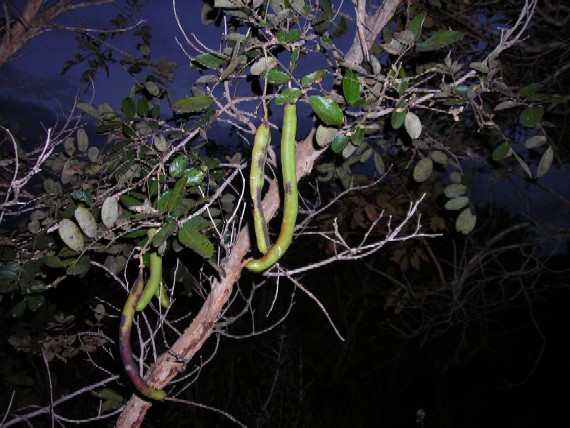 Bobgunnia madagascariensis plant