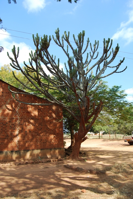 Euphorbia candelabrum plant