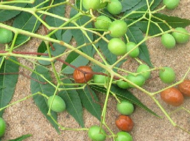 Melia azedarach tree branch with pale mauve flowers and serrated leaves