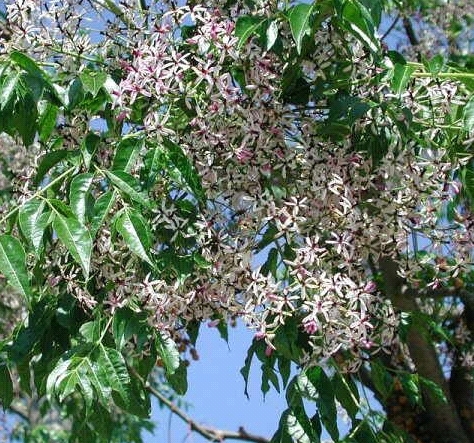 The image displays a Melia azedarach tree branch, known as Persian lilac, with pale mauve, five-petaled flowers and glossy, serrated leaves.