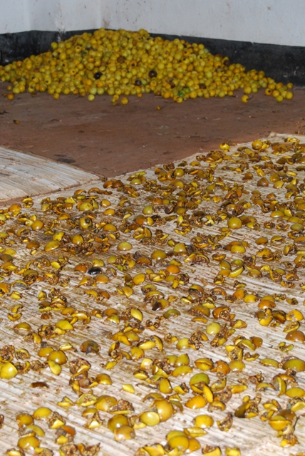 Drying Solanum panduriformis plant