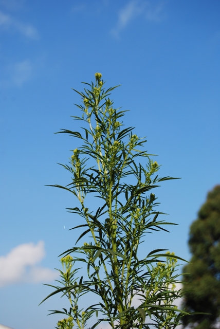 Tagetes minuta, known as wild marigold or Mexican marigold, which features slender, green leaves and small, yellow budding flowers at the tip, set against a clear blue sky.