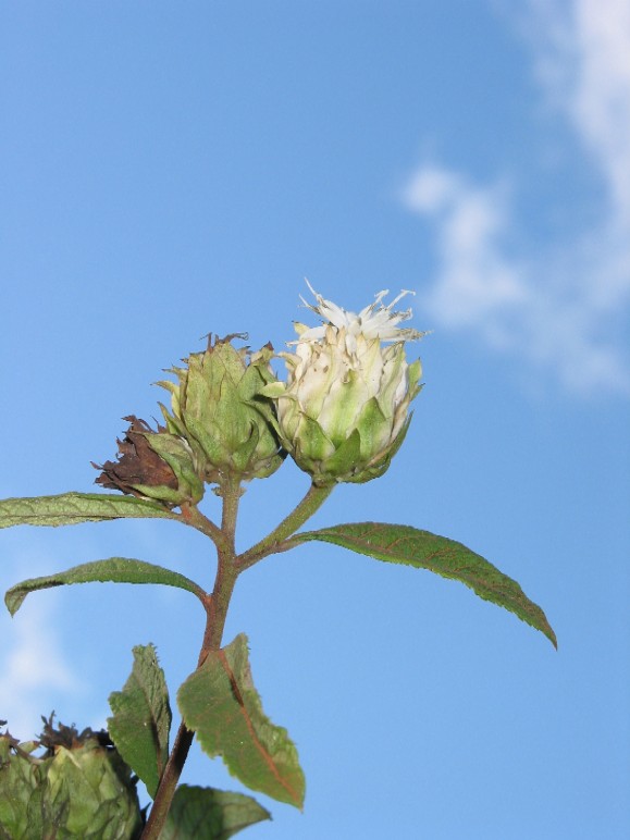 The flower buds of Vernonia adoensis, captured against a clear blue sky with a few wispy clouds, with the buds exhibiting their distinct spiky white florets surrounded by green sepals."